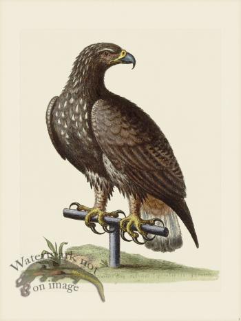 Edwards 001 White Tailed Eagle